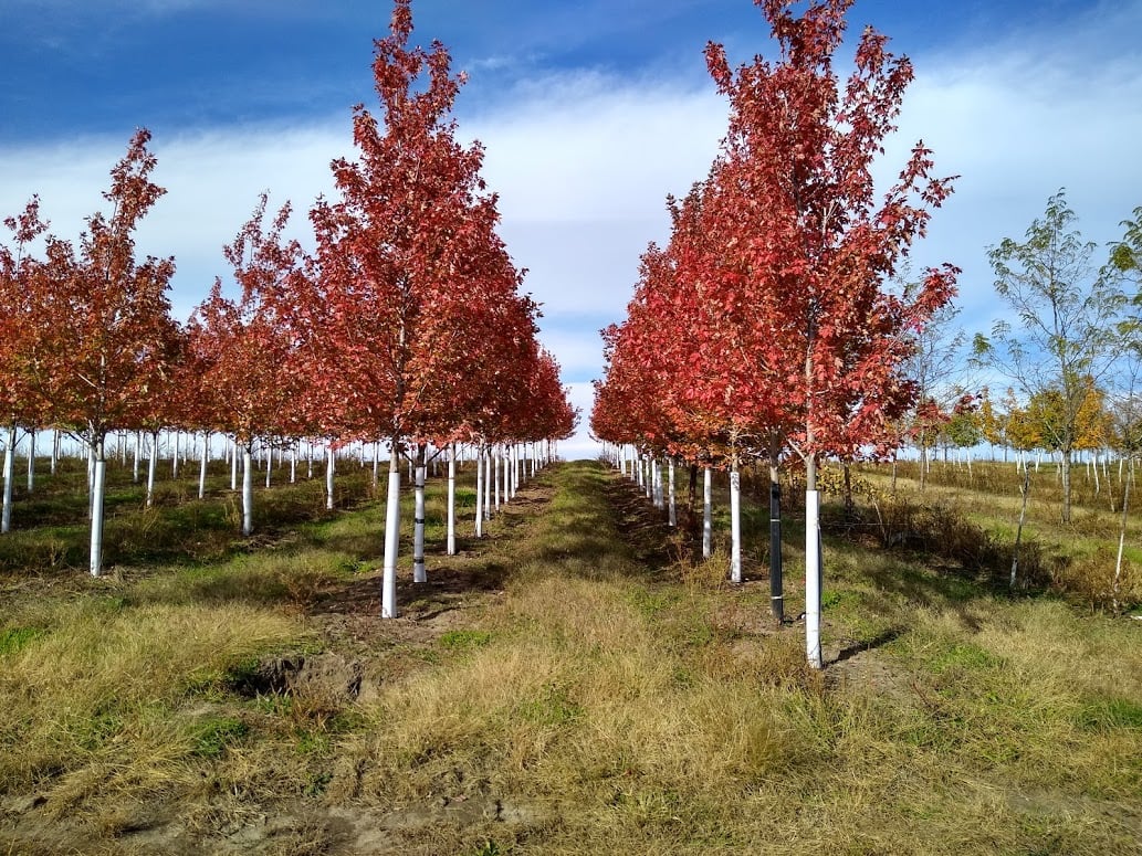 Lewis Brothers Tree Farm