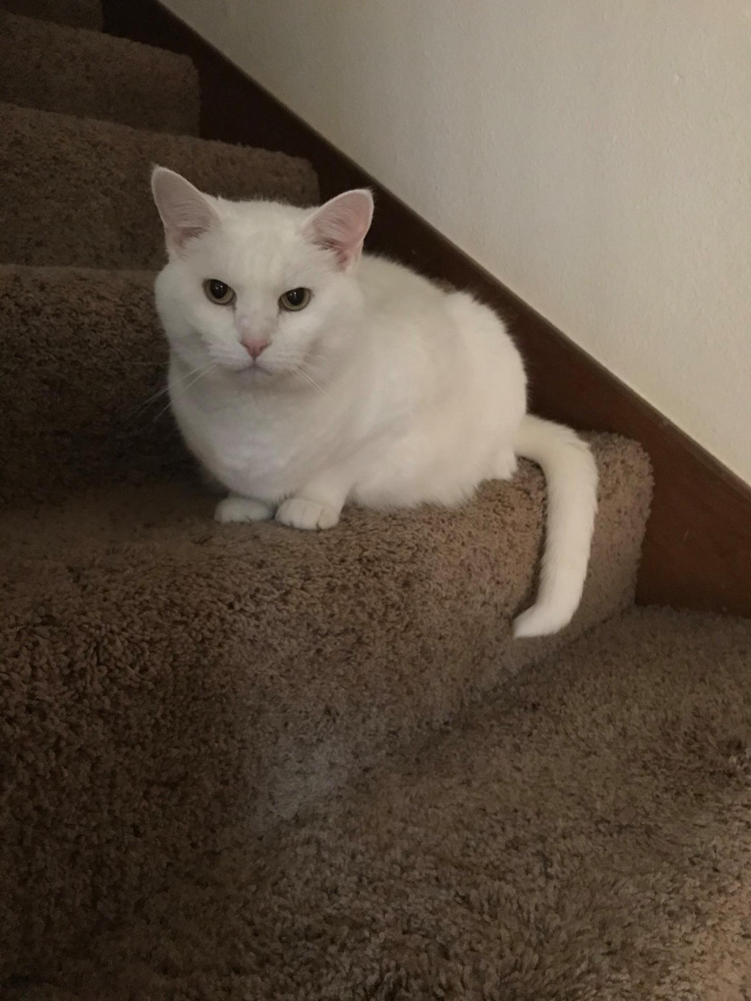 Dusk To Dawn Pro Pet Sitters Waterloo