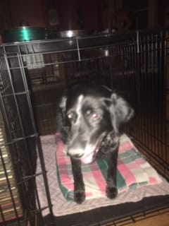 Grooming By Mary Filer