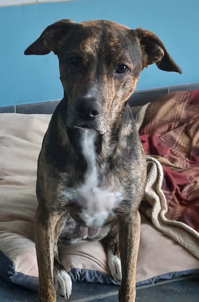 Oakhurst Animal Hospital Aurora