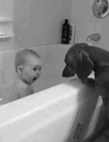 Homebound Hound Grayslake