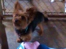 Katering Kennels Lemont