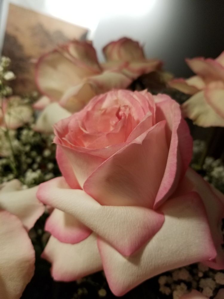 Lana's Flowers 9208 Waukegan Rd, Morton Grove