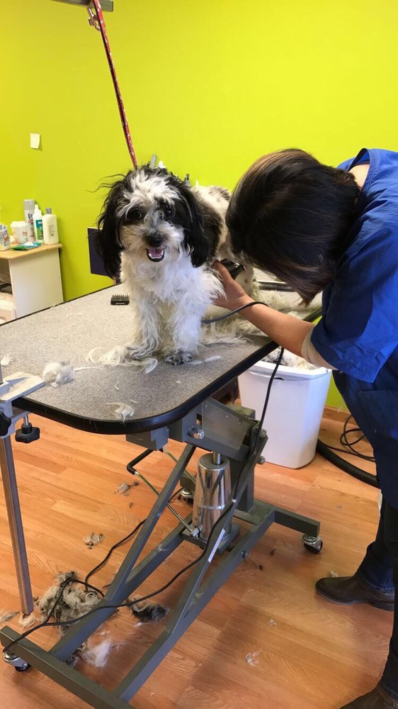 Furry Tail Dog Grooming Salon 9434 N Waukegan Rd, Morton Grove