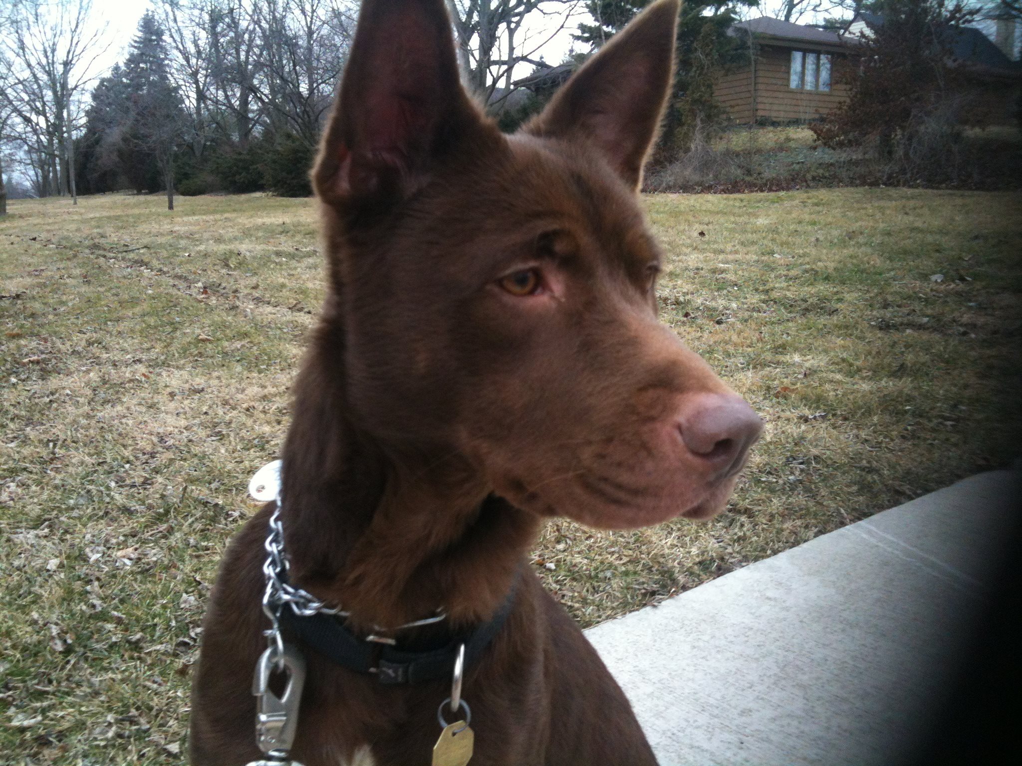 Dogs Love Running! of Naperville, Illinois Naperville