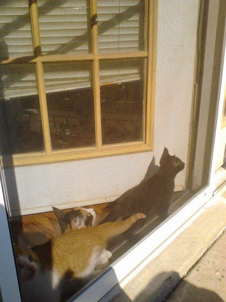 Alone at Home Pet Sitting, Inc. Palatine