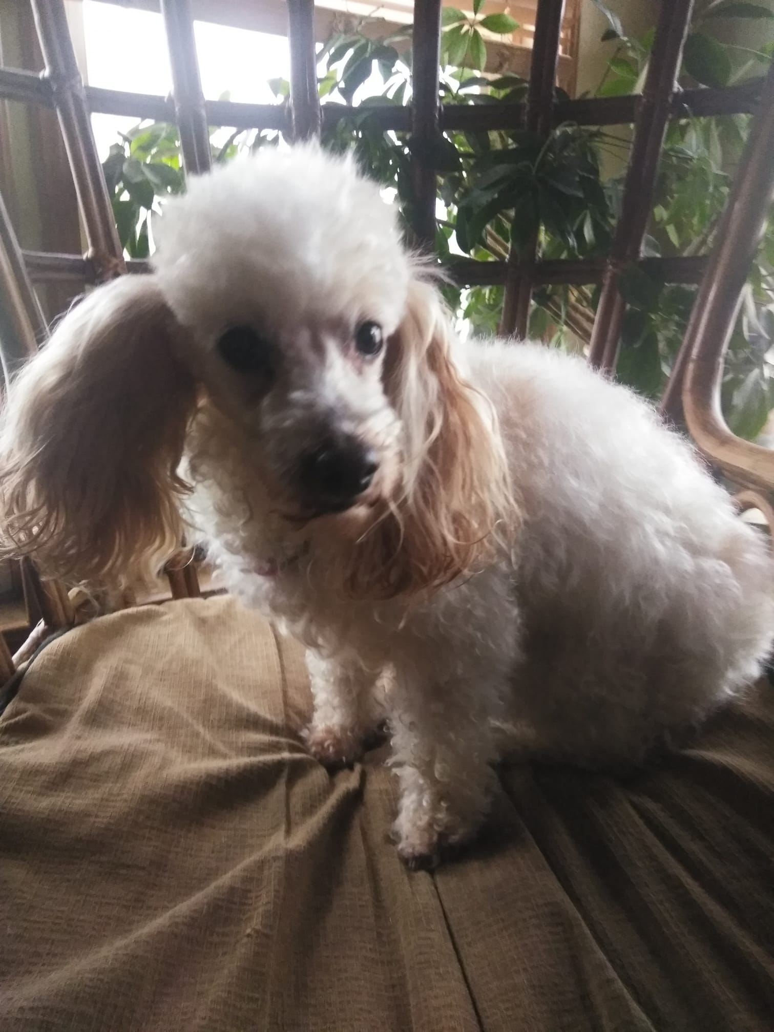 Connie's Pet Grooming Saint Joseph