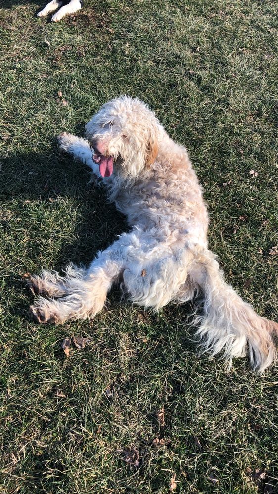 Kim's Groom Room Bloomington