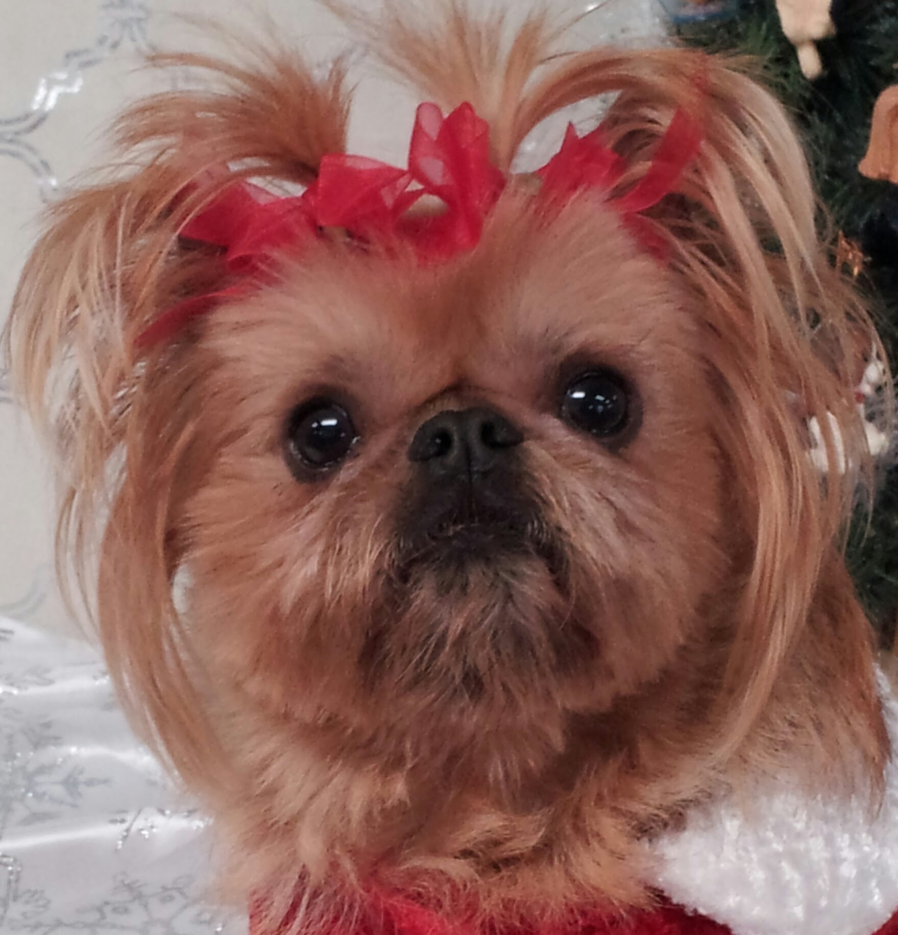 Wags & Whiskers Inc Muncie