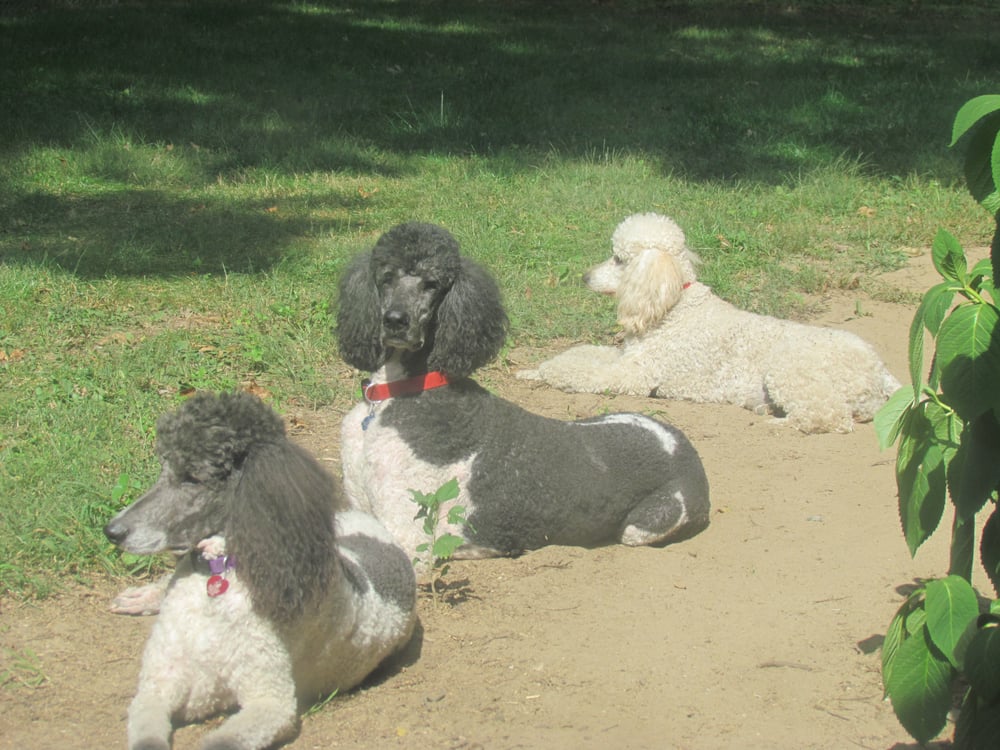 Bow Wow Boutique South Bend