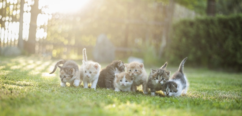Kitties Cache