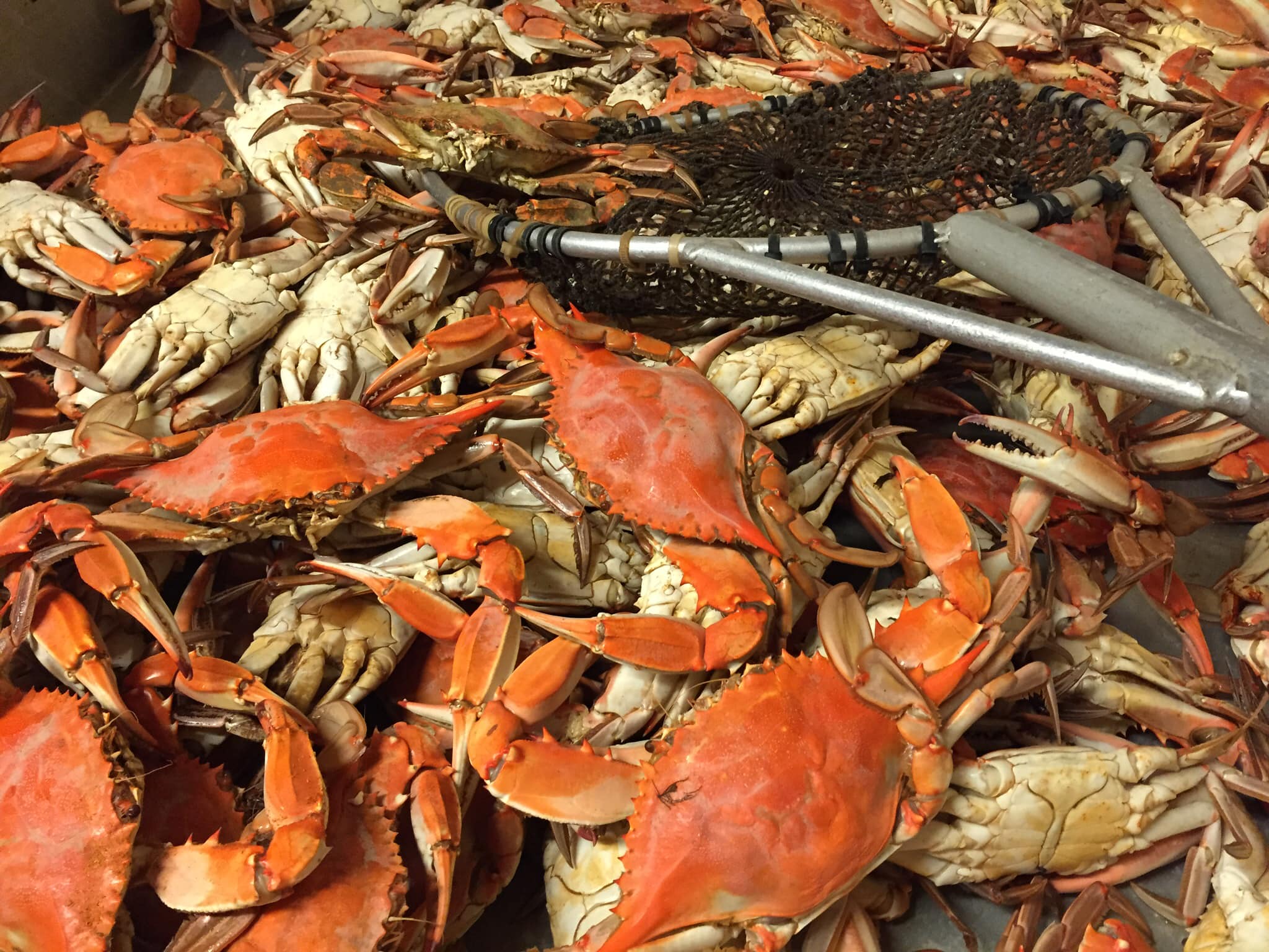 Heads & Tails Seafood 2070 Silverside Dr, Baton Rouge