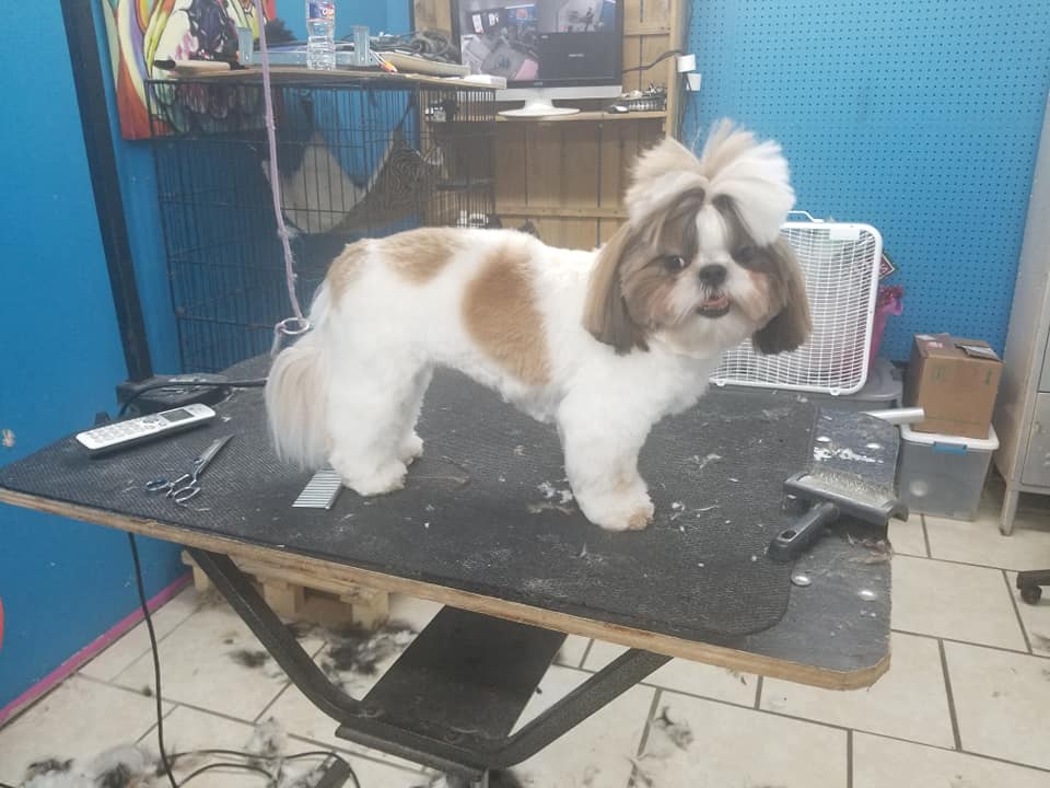 PUPPY KUTZ PET GROOMING & BOARDING Gonzales LA Hours, Directions