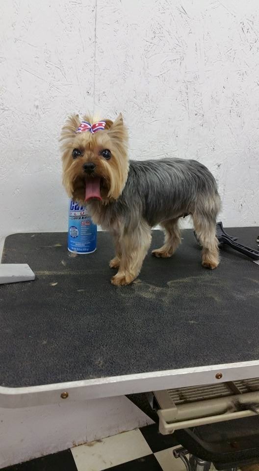 PUPPY KUTZ PET GROOMING & BOARDING Gonzales LA Hours, Directions