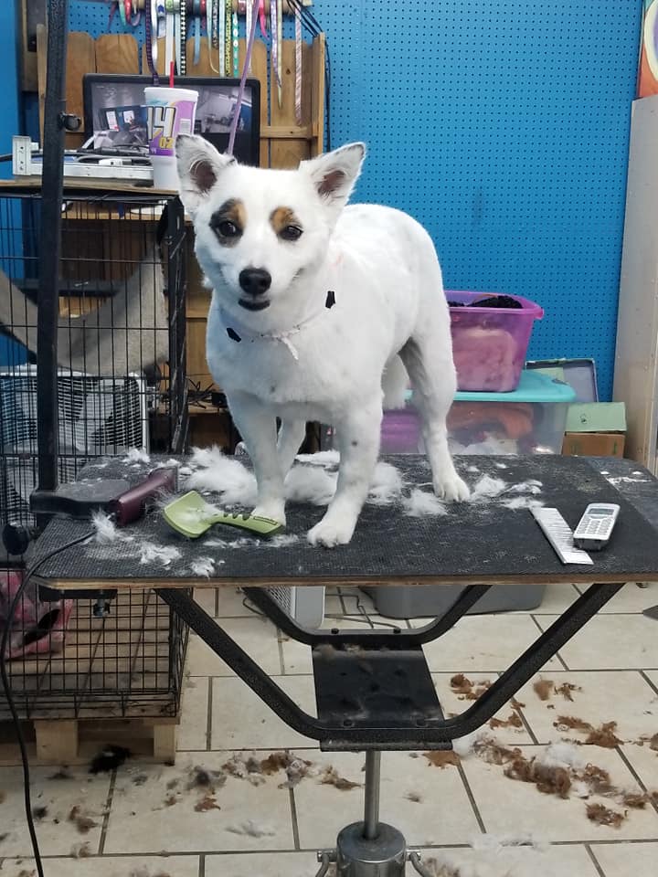 PUPPY KUTZ PET GROOMING & BOARDING Gonzales LA Hours, Directions