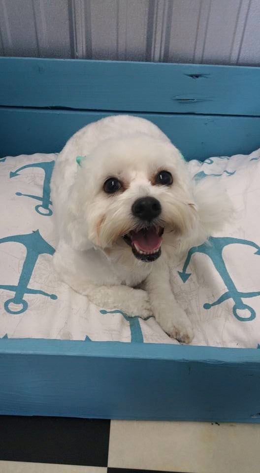 PUPPY KUTZ PET GROOMING & BOARDING Gonzales LA Hours, Directions