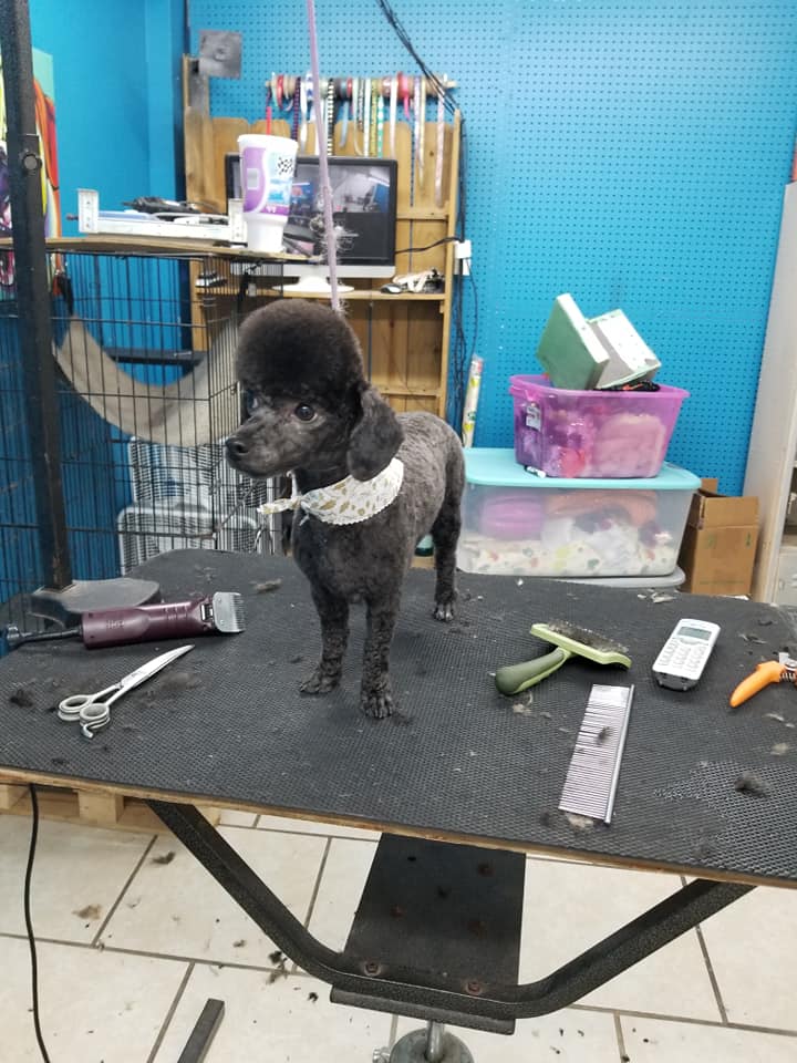 PUPPY KUTZ PET GROOMING & BOARDING Gonzales LA Hours, Directions