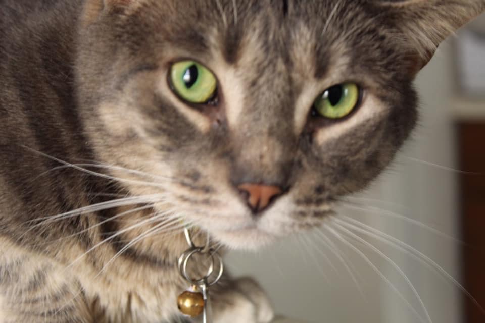 For the Love of Jobe - Pet Services, LLC Brookline