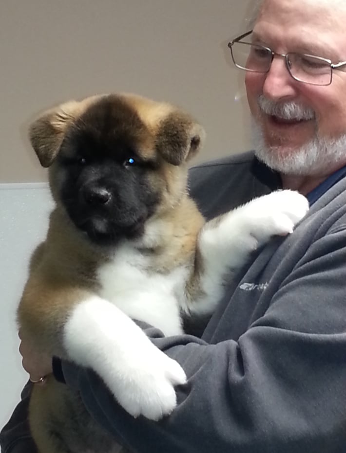 Glenn Goldman's Pet Dog Training Gloucester