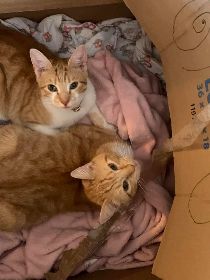 Furry Friend Pet Sitting North Attleborough