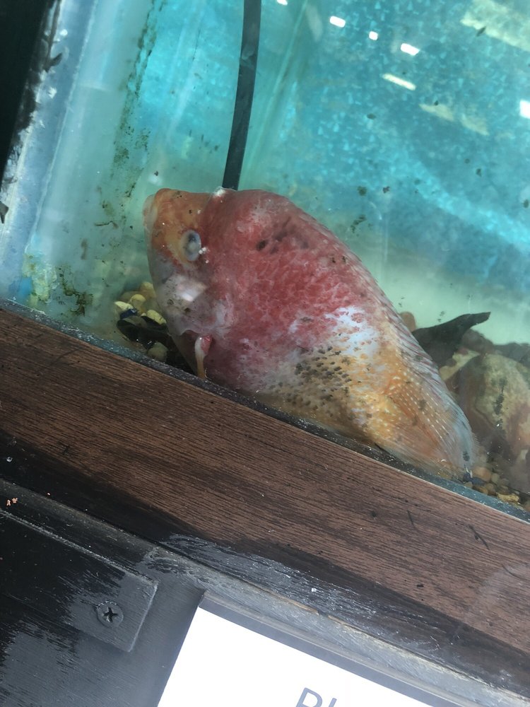 eden pets supplies & aquarium
