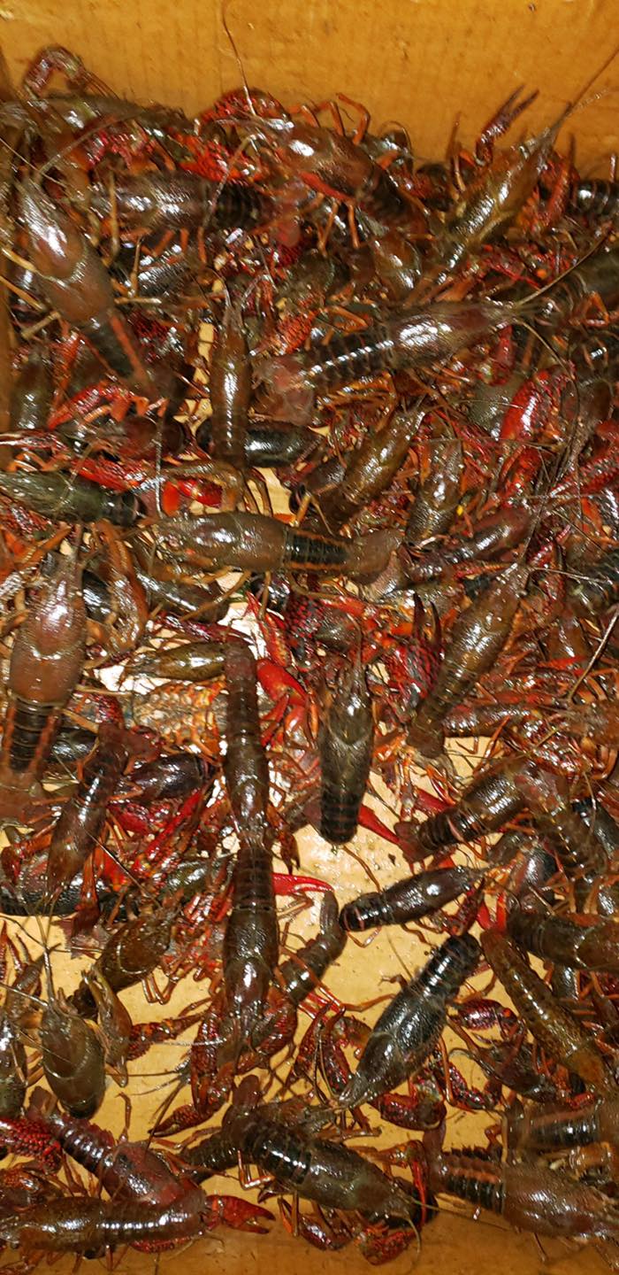 BnB Seafood 1610 Elkton Rd, Elkton