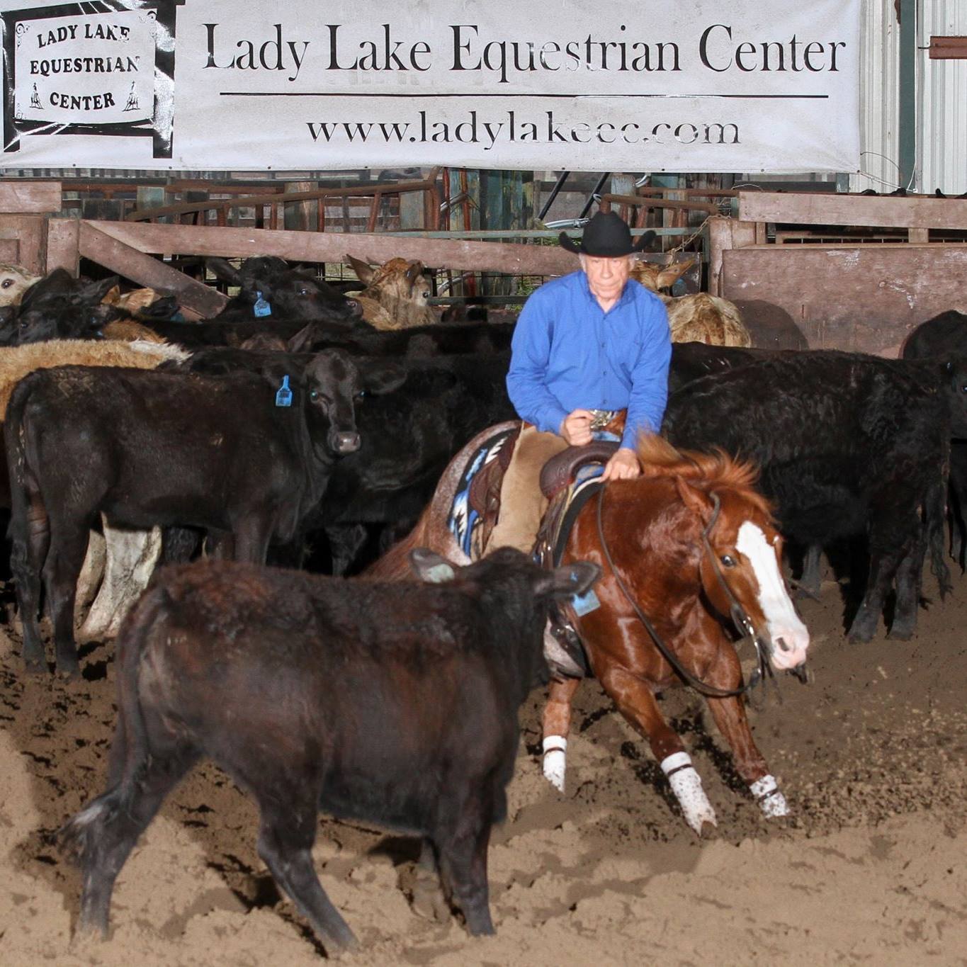 Cecil Veterinary Clinic - Horses Only