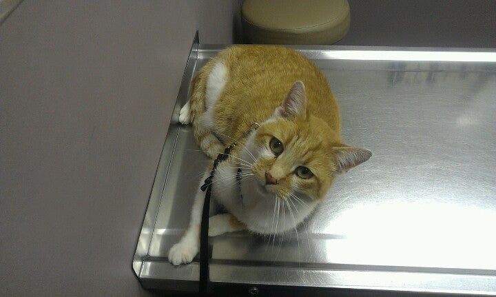 Dowagiac Animal Hospital P.C. 54791 M 51 N, Dowagiac
