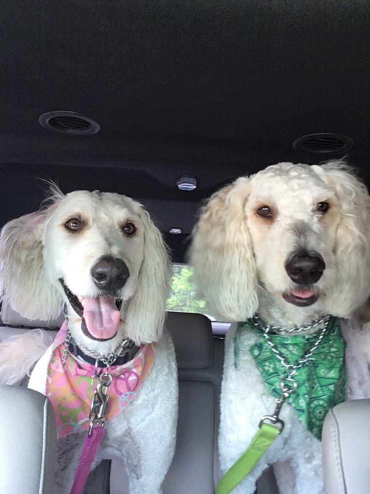 Kirkwood Animal Hospital: Bendick F W DVM 11114 Manchester Rd, Kirkwood