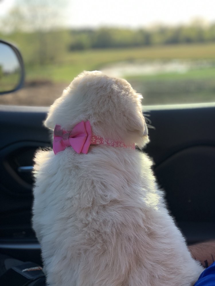 Warrensburg Animal Hospital: Rumbold Jennifer DVM Warrensburg