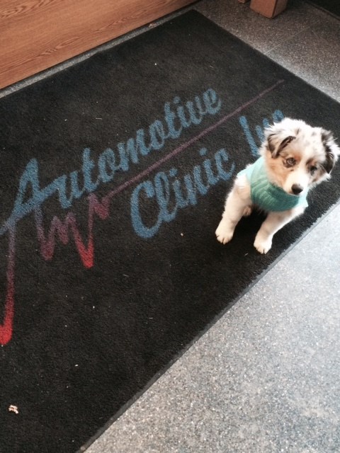 Automotive Clinic Inc