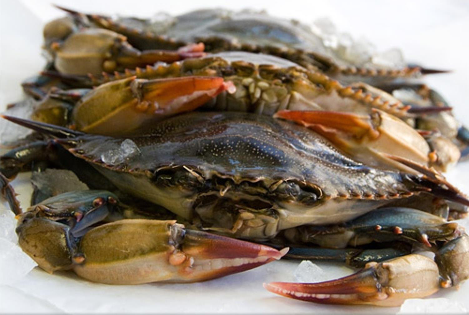 Capital Seafood Market 1304 University Dr, Durham