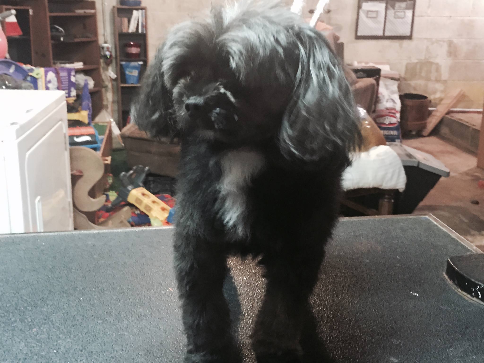 Pampered Pets Groom & Boarding Lexington