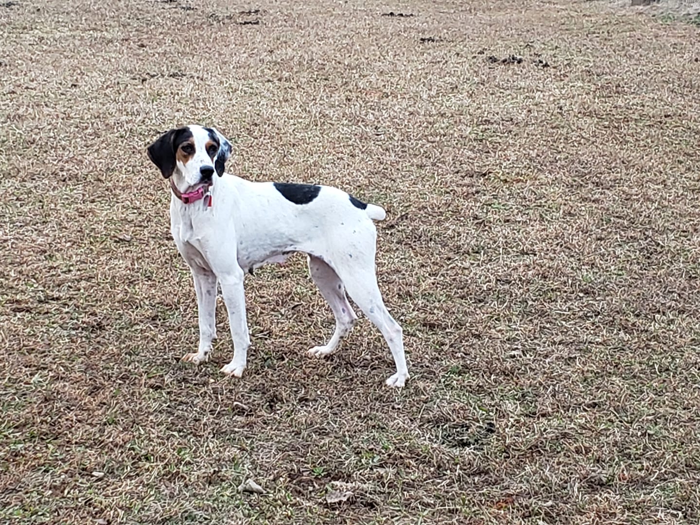 Four Footers Pet Salon Mount Ulla