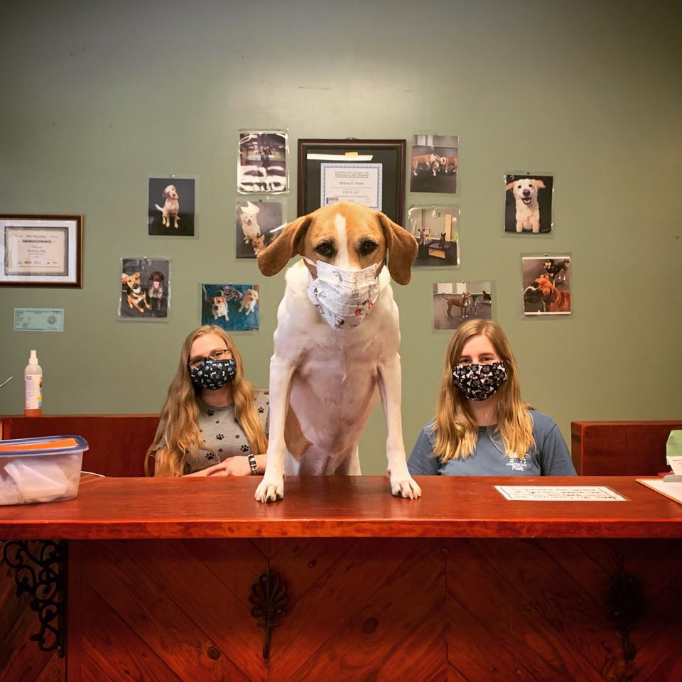 Thinking Dog LLC Wake Forest