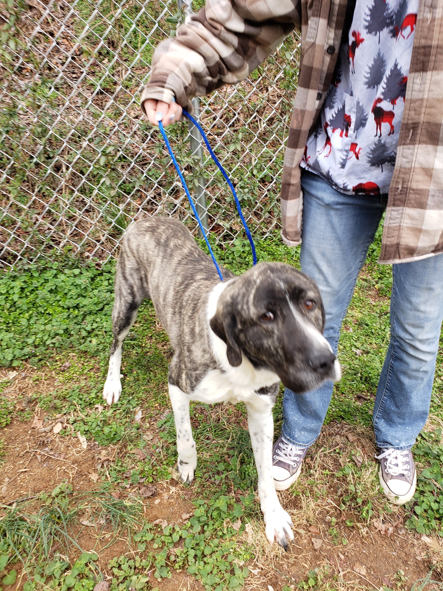 Holt Roger R DVM Yadkinville