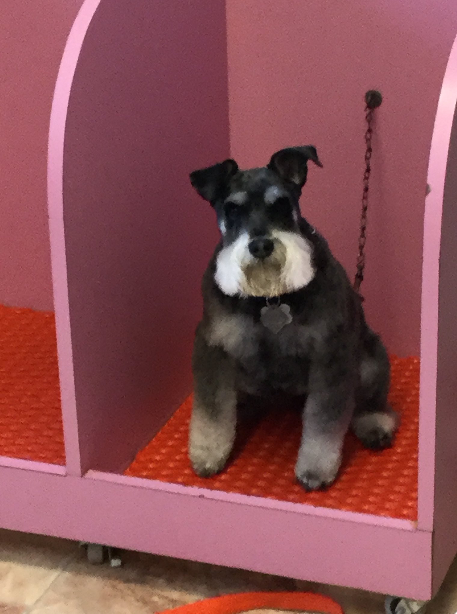 Four Paws Pet Grooming & Supplies Minot