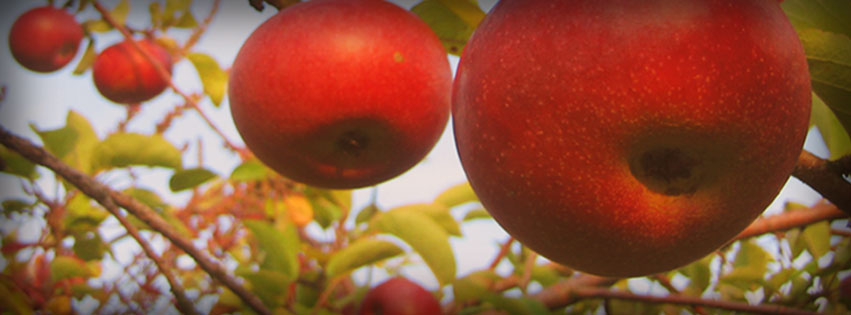 Applecrest Farm Orchards