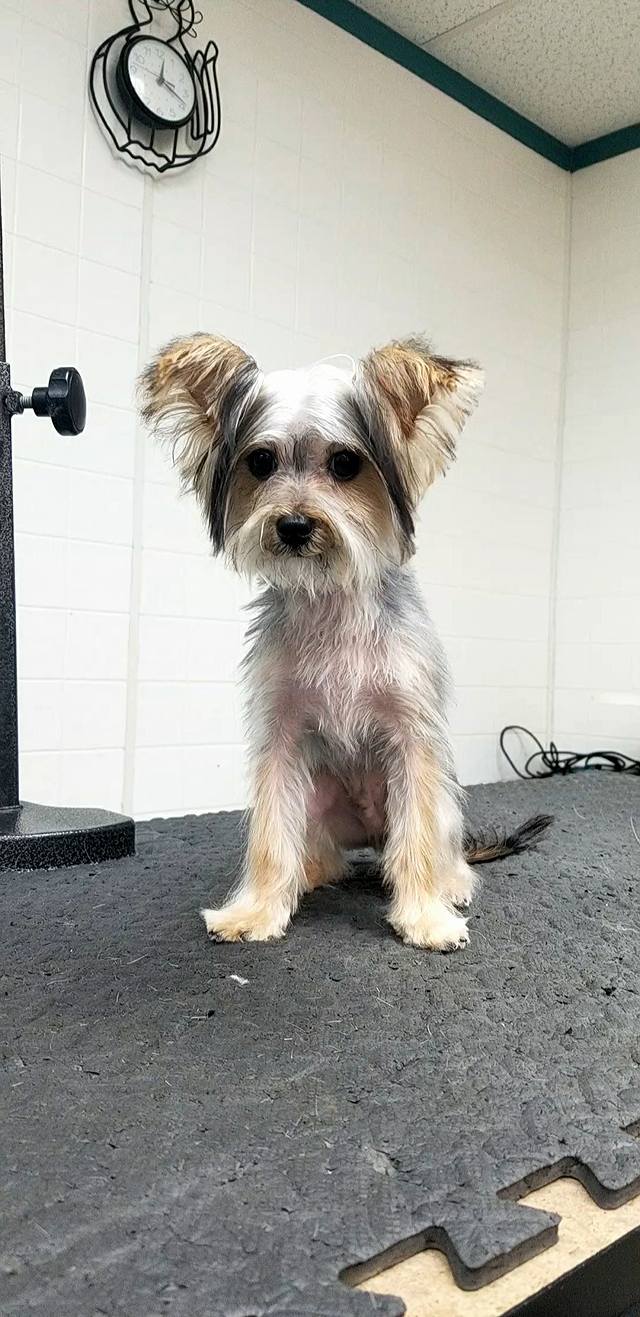 Classic Clips Grooming Hampton