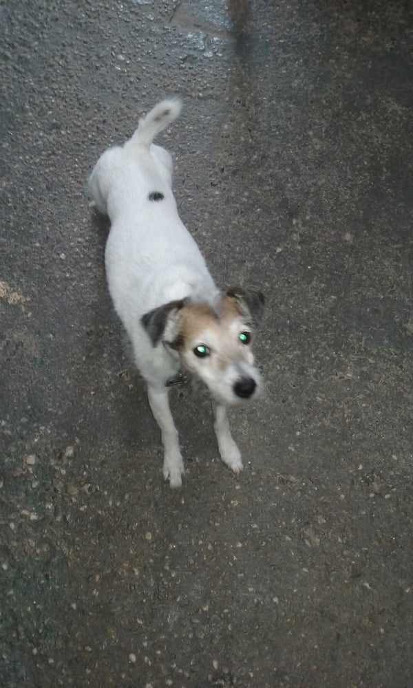 colleens canine clippers 1258 St Georges Ave, Avenel