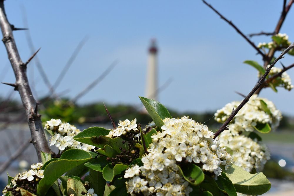Cape May Lighthouse 215 Light House Ave, Cape May