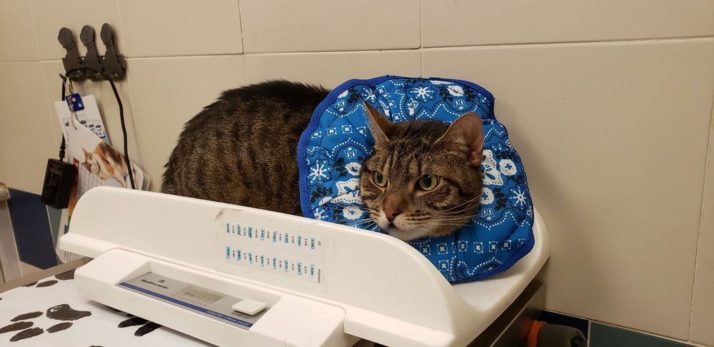 Carlstadt Animal Hospital 413 Hackensack St, Carlstadt