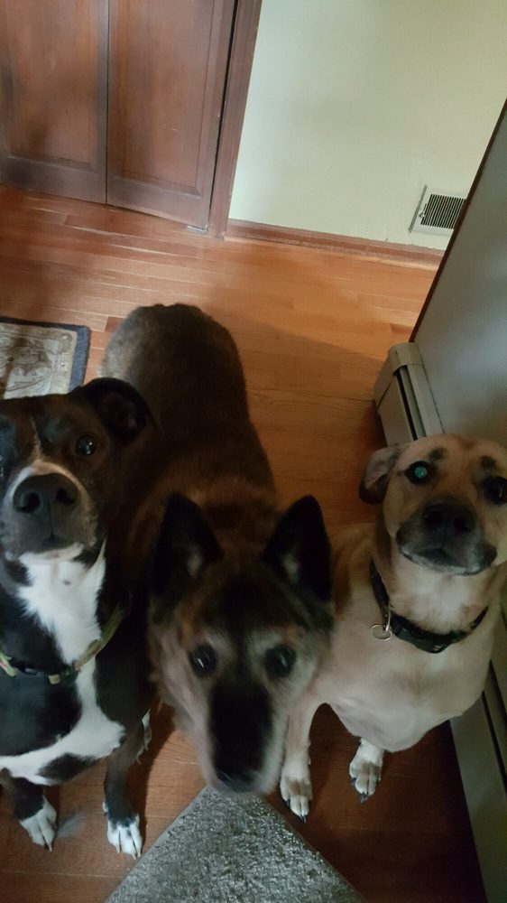 Cuddles Pet Services 639 5th St, Carlstadt