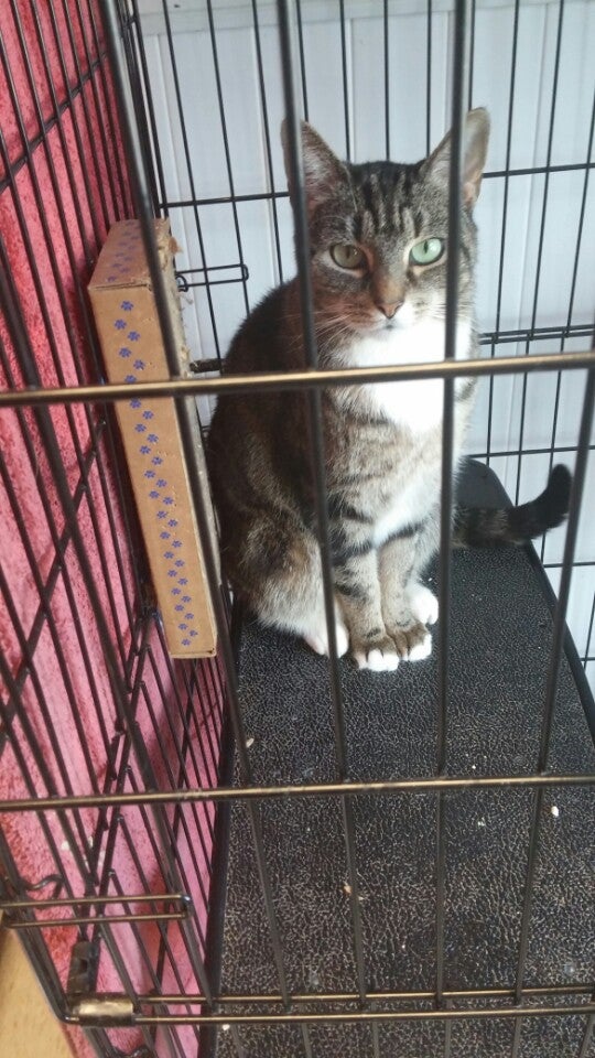 Angel PAWS 490 Inman Ave, Colonia