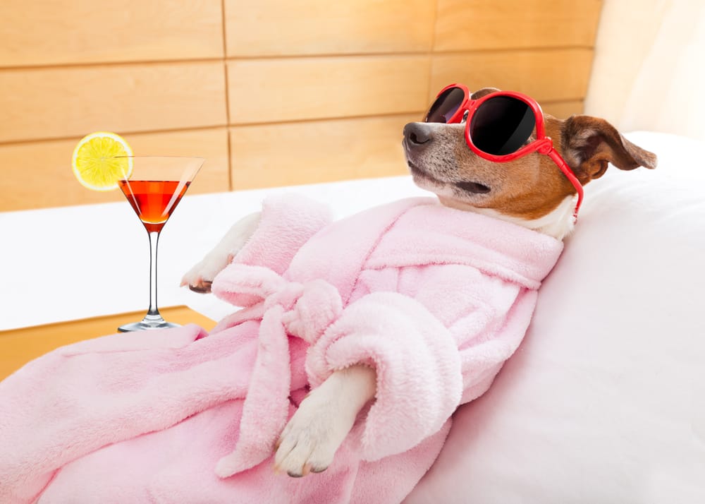 Lauren's Dog Spa 387 Dukes Rd, Colonia