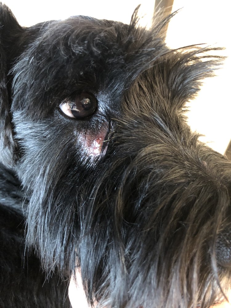 Dr Rivero Rita DVM - Demarest Veterinarian 4 Pine Terrace, Demarest