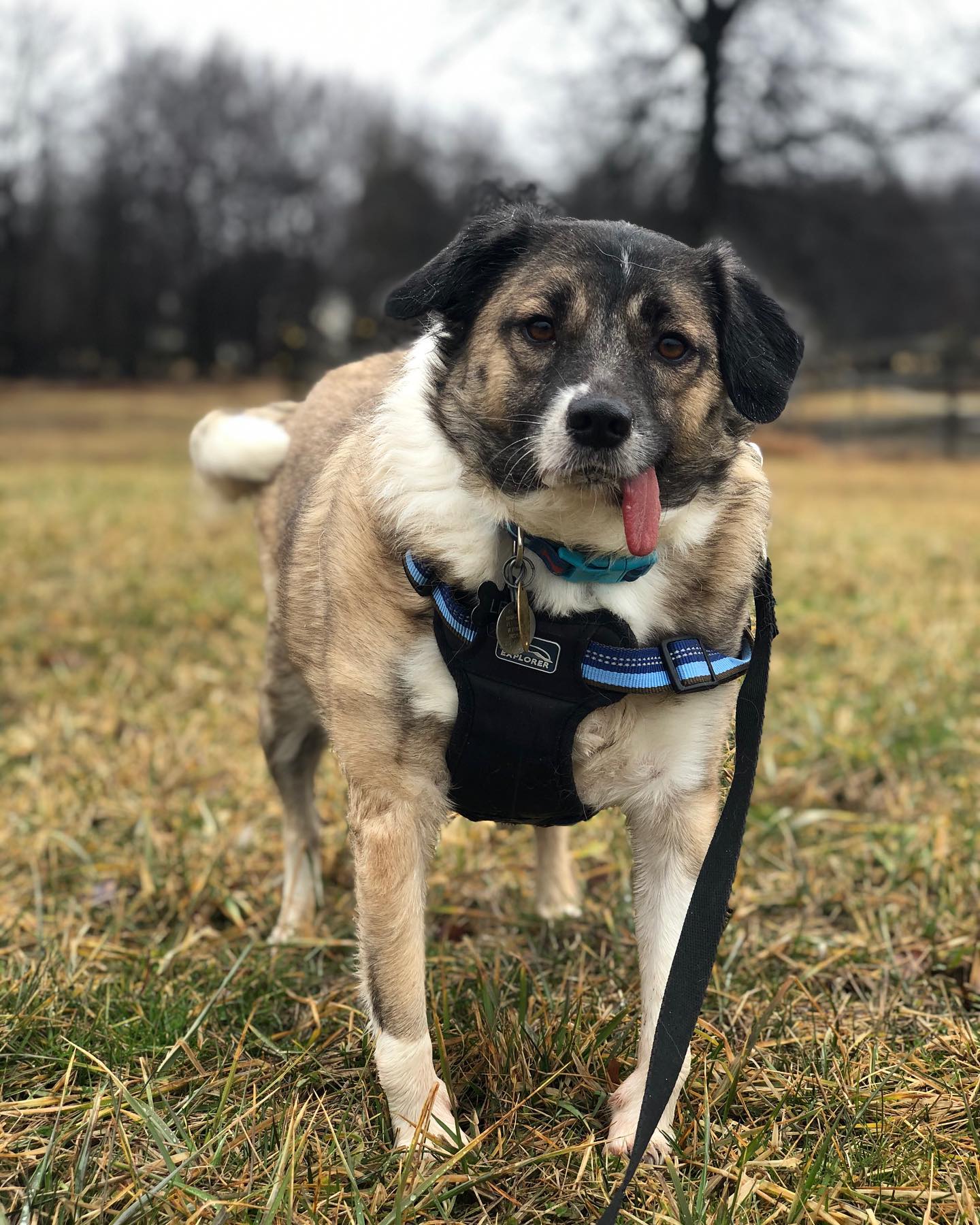 Featherbed Farm & Kennel LLC Flemington