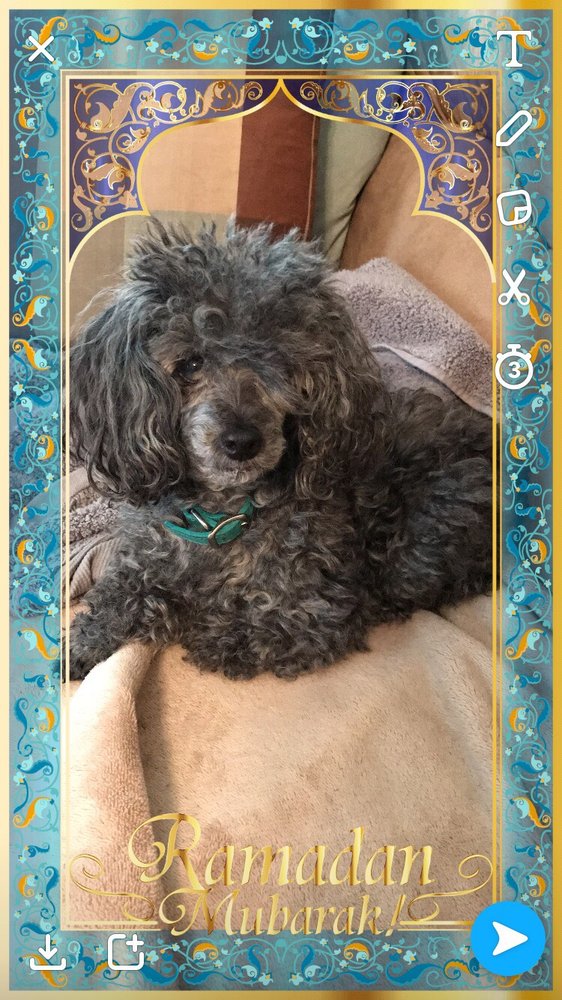 Jennifur's Pet Spa, LLC 470 Lafayette Ave, Hawthorne
