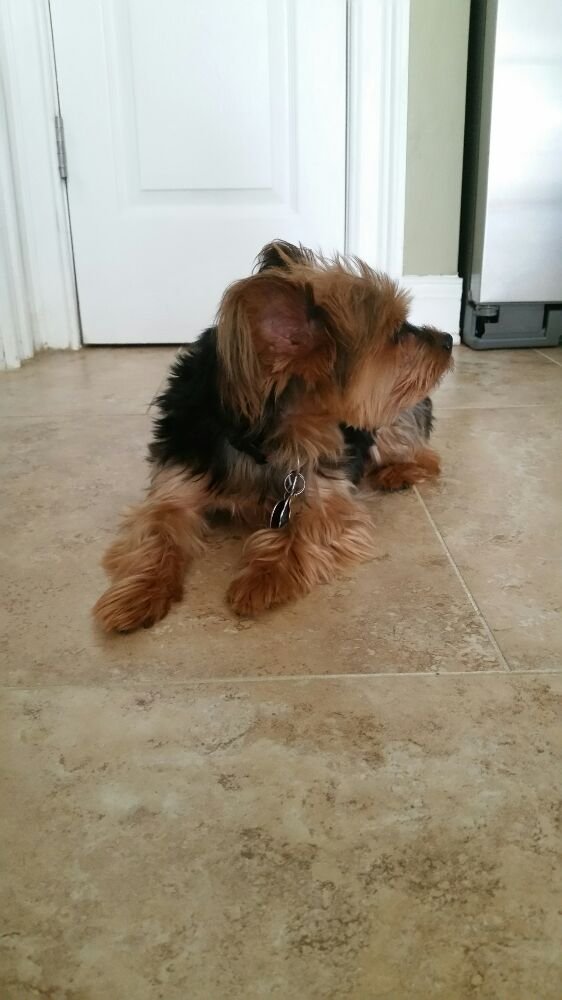 K9 Konnection Pet Spa 31 Washington St, Matawan