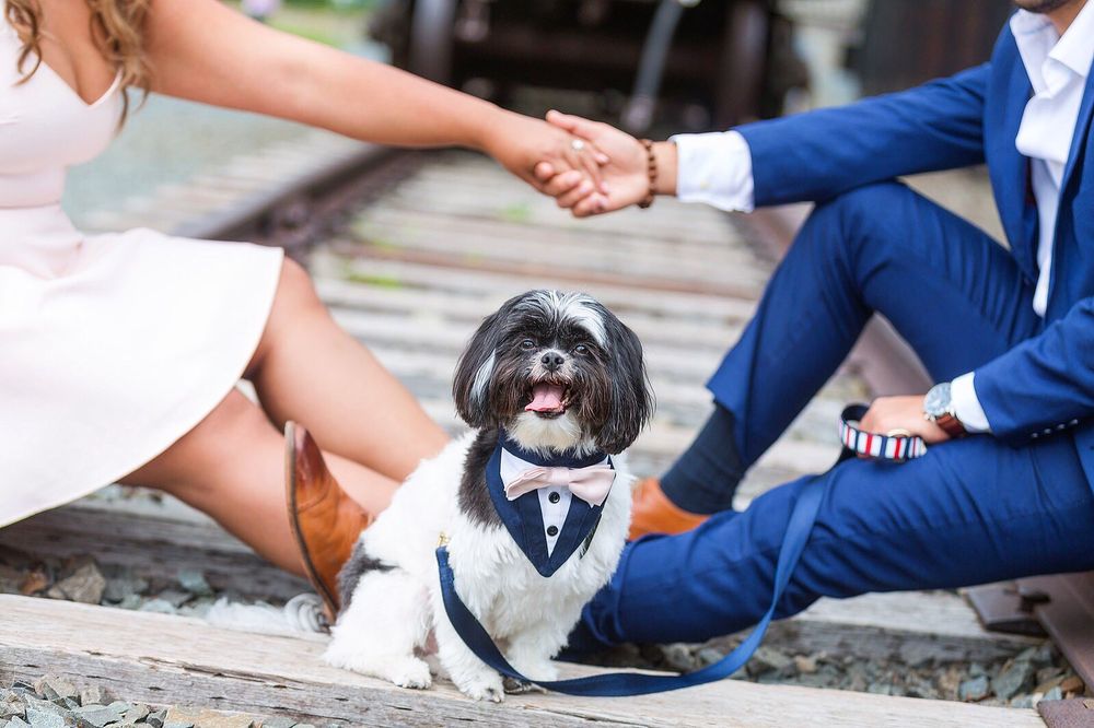 Pedigree Pet Spa 13 Highland Ave, Metuchen